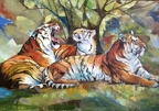 24x36 oil om canvas board Tigers