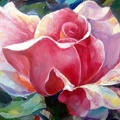 16x20 oil on canvas  pink rose
