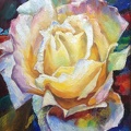 16x20 oil on canvas yellow rose